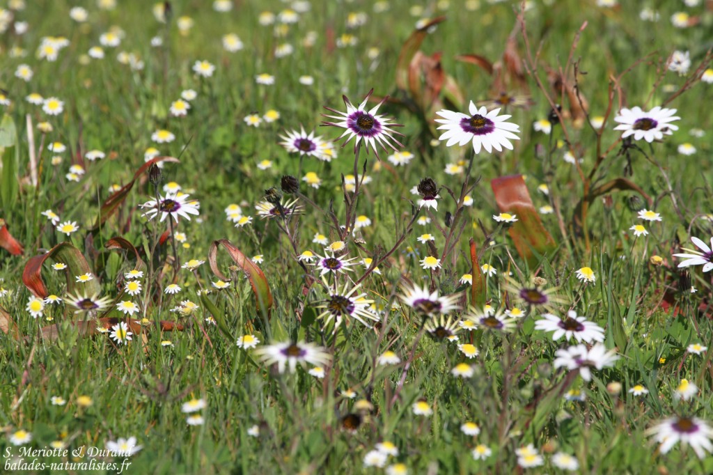 Fleurs (West Coast National Park, Afrique du Sud)