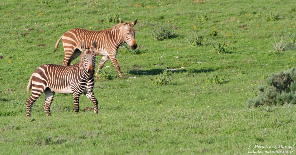 Zèbre du Cap (West Coast National Park, Afrique du Sud)