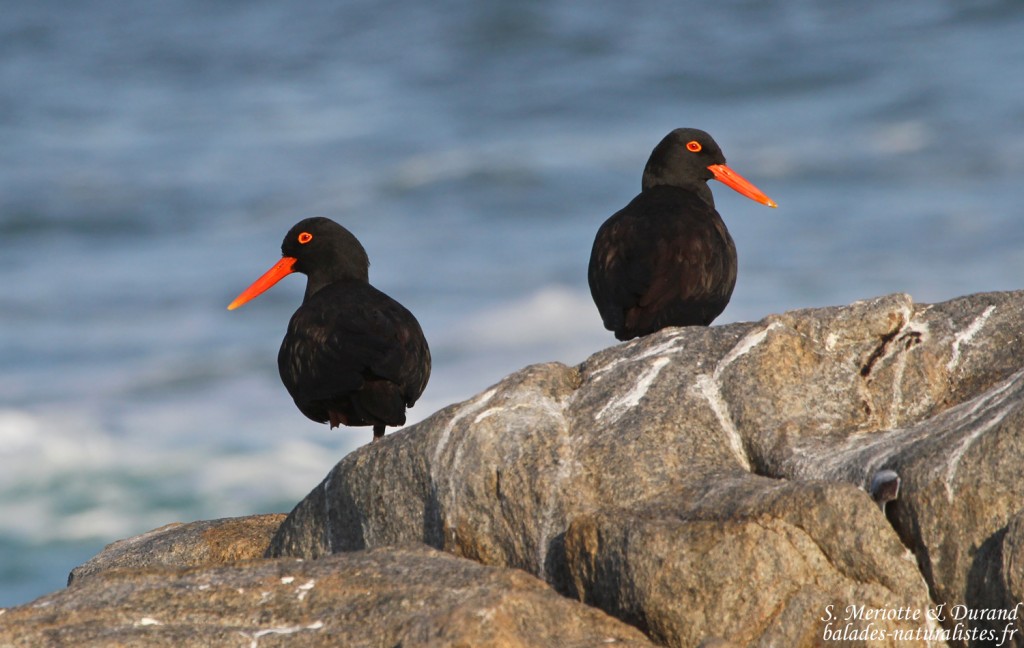Huîtrier de Moquin (West Coast National Park, Afrique du Sud)