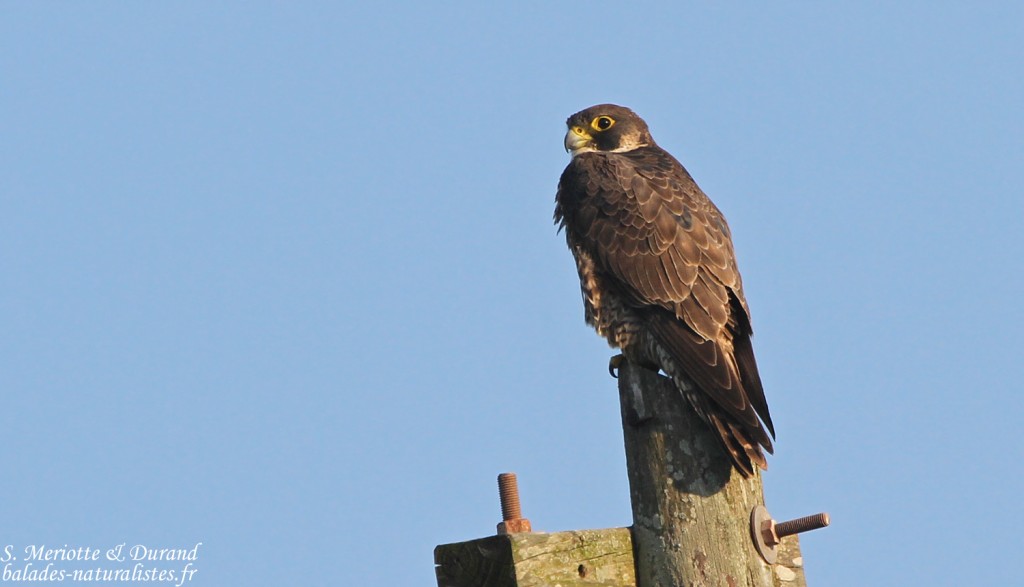 Faucon pèlerin (West Coast National Park, Afrique du Sud)
