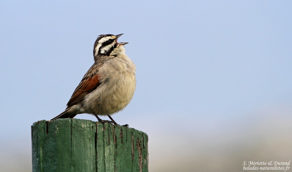 Bruant du Cap (West Coast National Park, Afrique du Sud)
