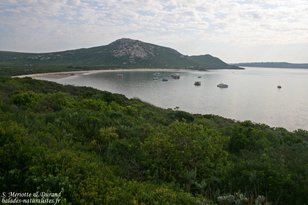 Lagune (West Coast National Park, Afrique du Sud)