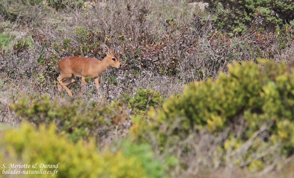 Raphicère champêtre (West Coast National Park, Afrique du Sud)