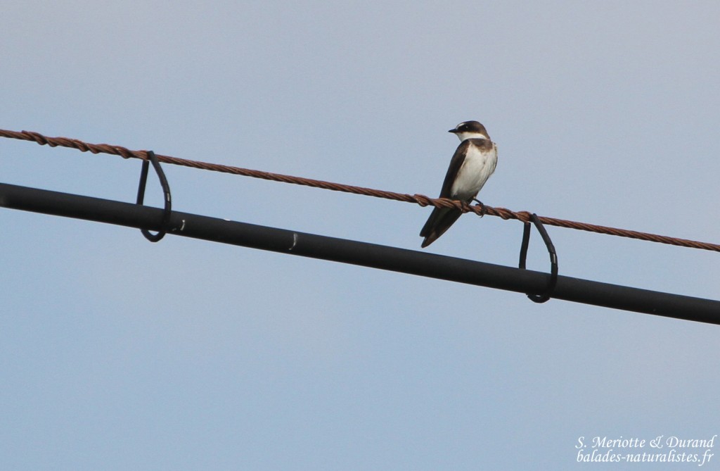 Hirondelle à collier (West Coast National Park, Afrique du Sud)