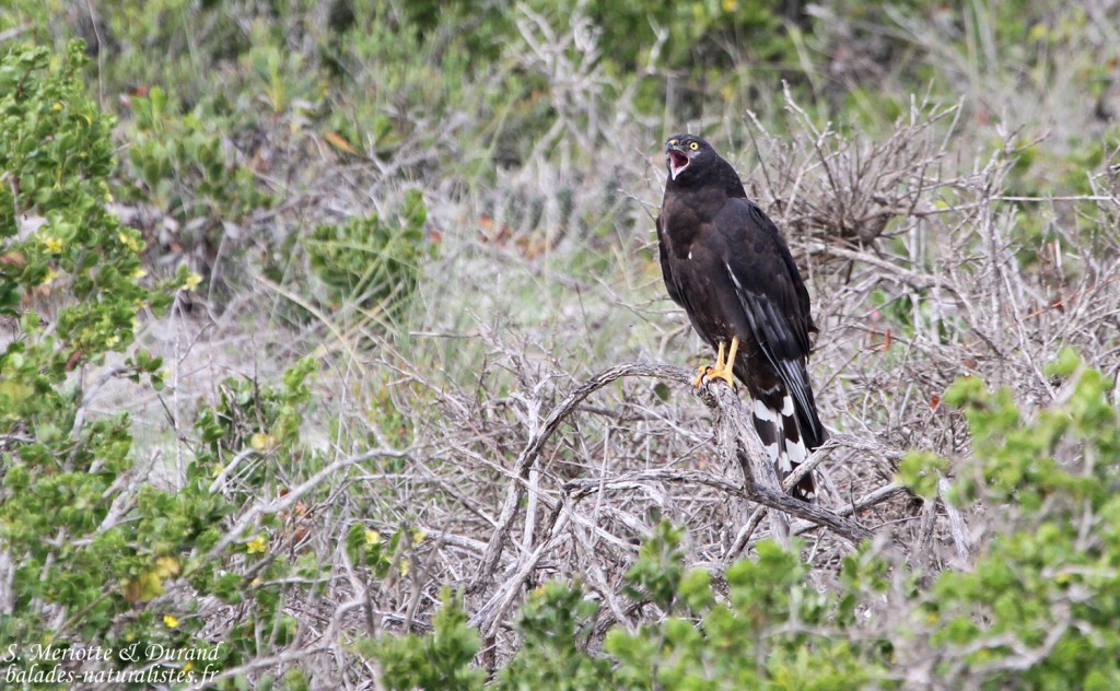 Busard maure (West Coast National Park, Afrique du Sud)