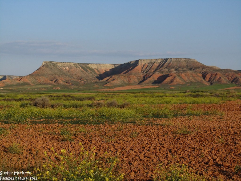 Les steppes arides d'El Planeron