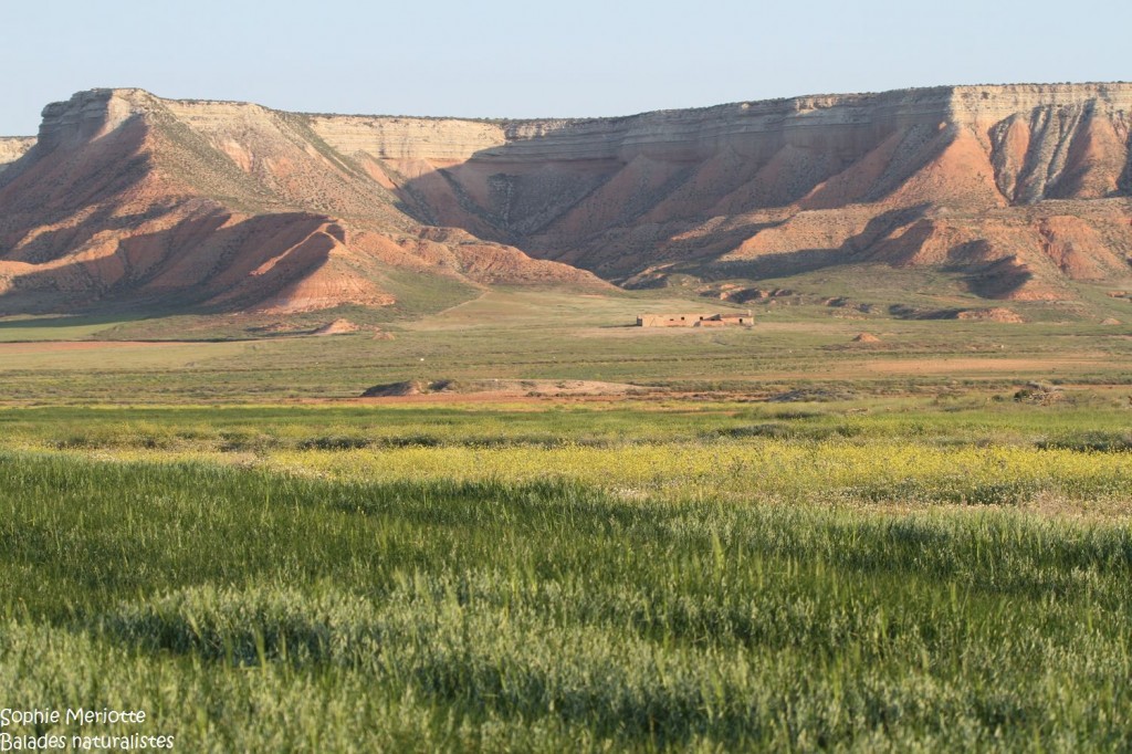Les steppes arides d'El Planeron