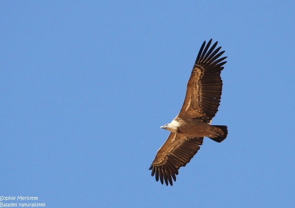 Vautour fauve prenant son envol au petit matin