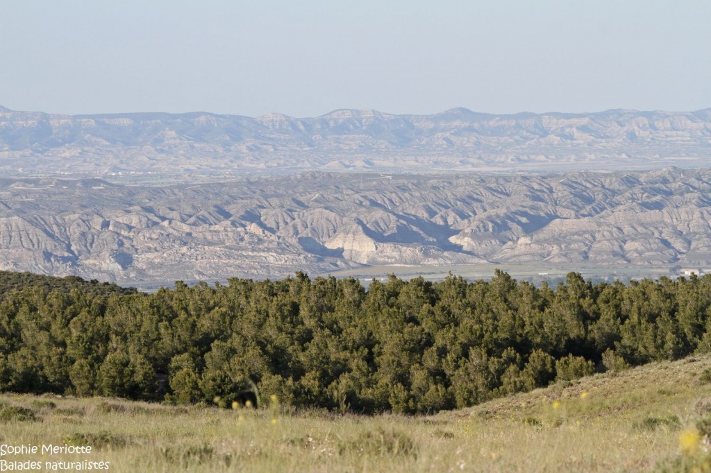 Les Sierras au nord de Saragosse