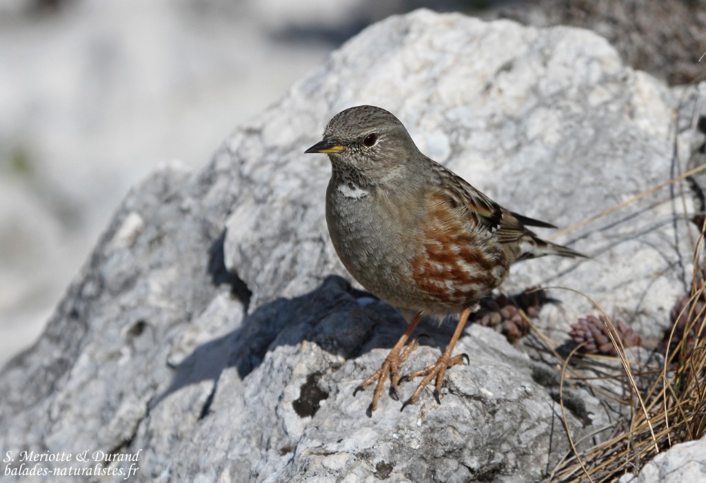 Accenteur alpin (Sainte-Victoire, 13)