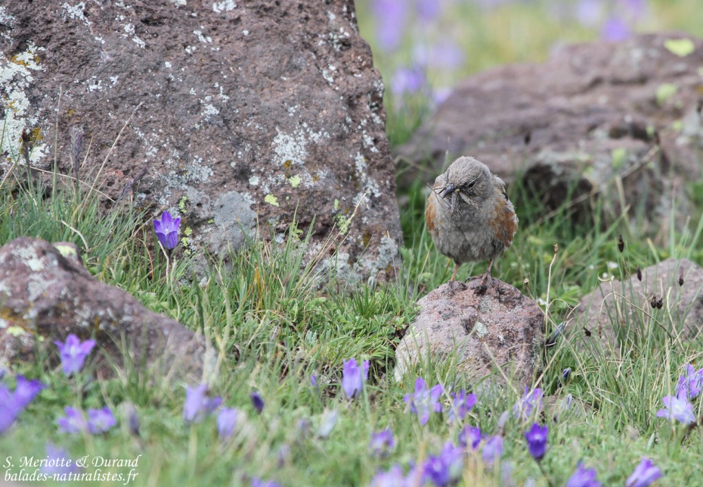 Accenteur alpin (Arménie)
