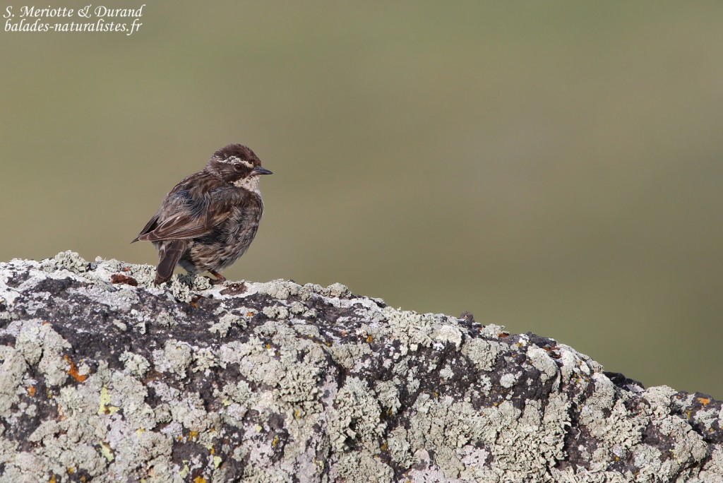Accenteur de Radde (Arménie)