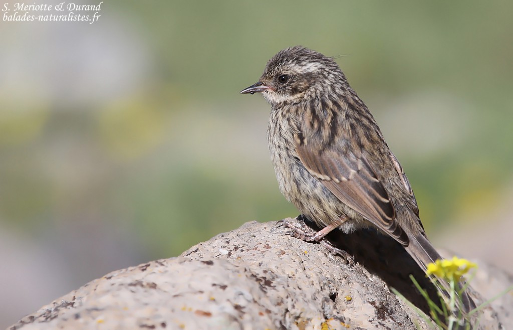 Accenteur de Radde (Arménie)