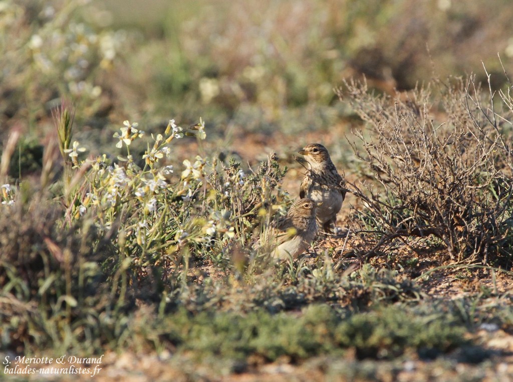 Alouette pispolette (El Planeron, Espagne)