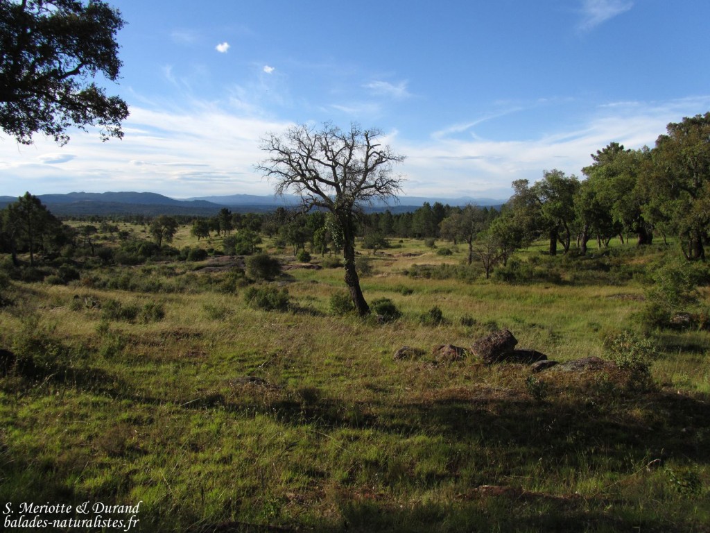 Plaine des Maures