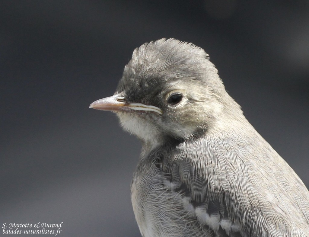 Bergeronnette grise (Norvège)