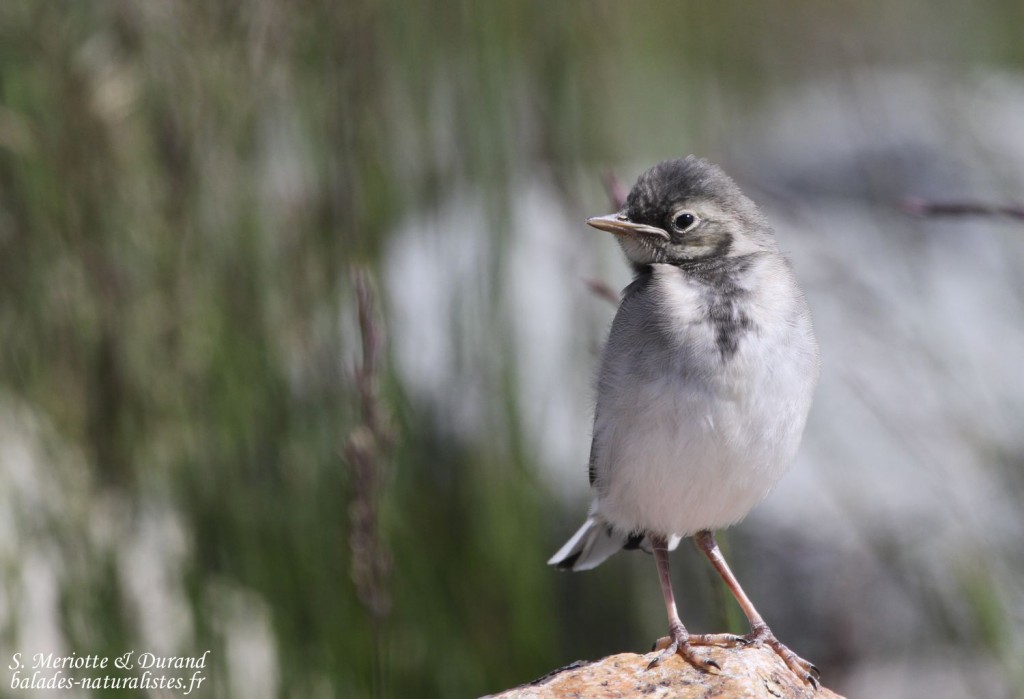 Bergeronnette grise (Norvège)
