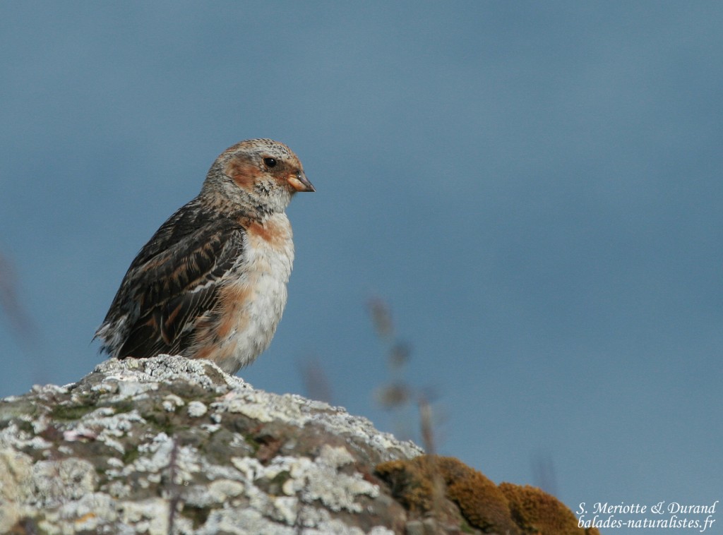 Bruant des neiges, juv (Islande)