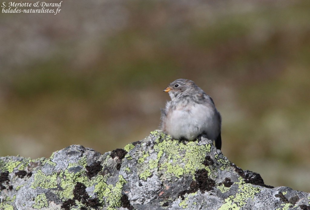 Bruant des neiges, juv (Norvège)