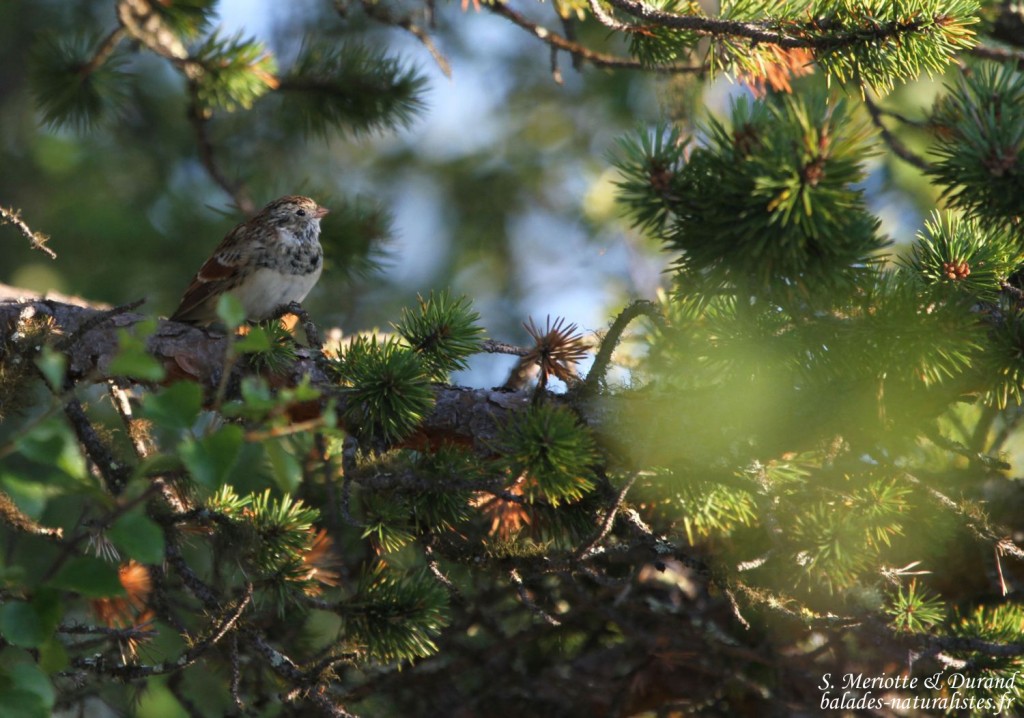 Bruant lapon (Norvège)