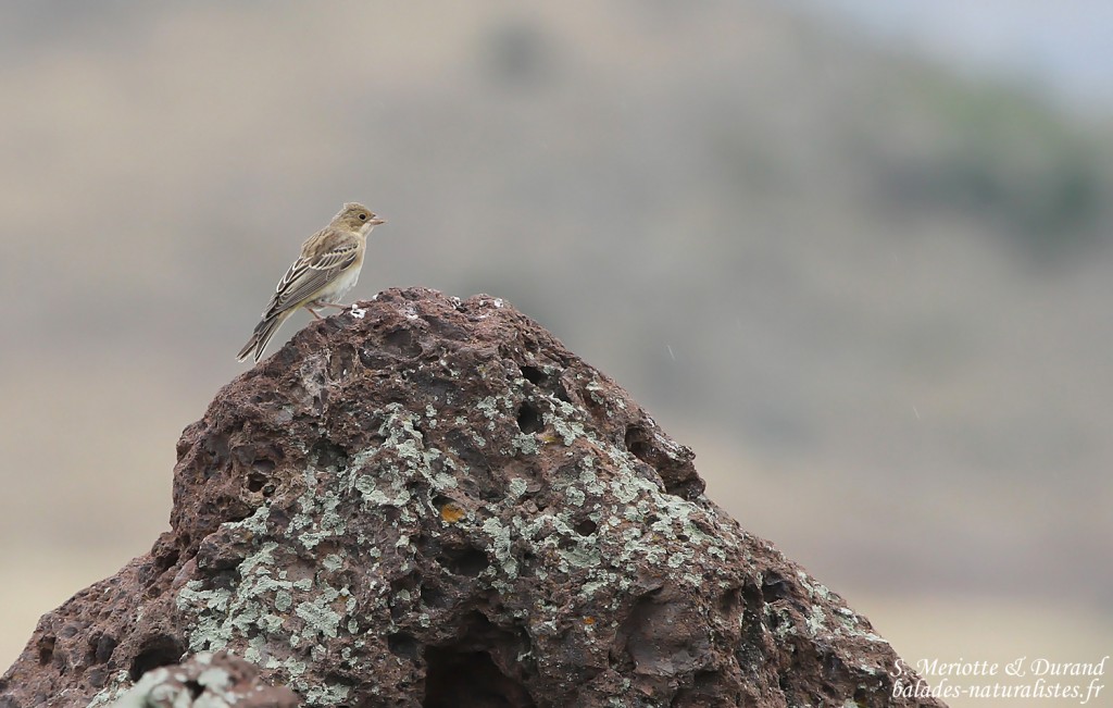 Bruant mélanocéphale, juvénile (Arménie)