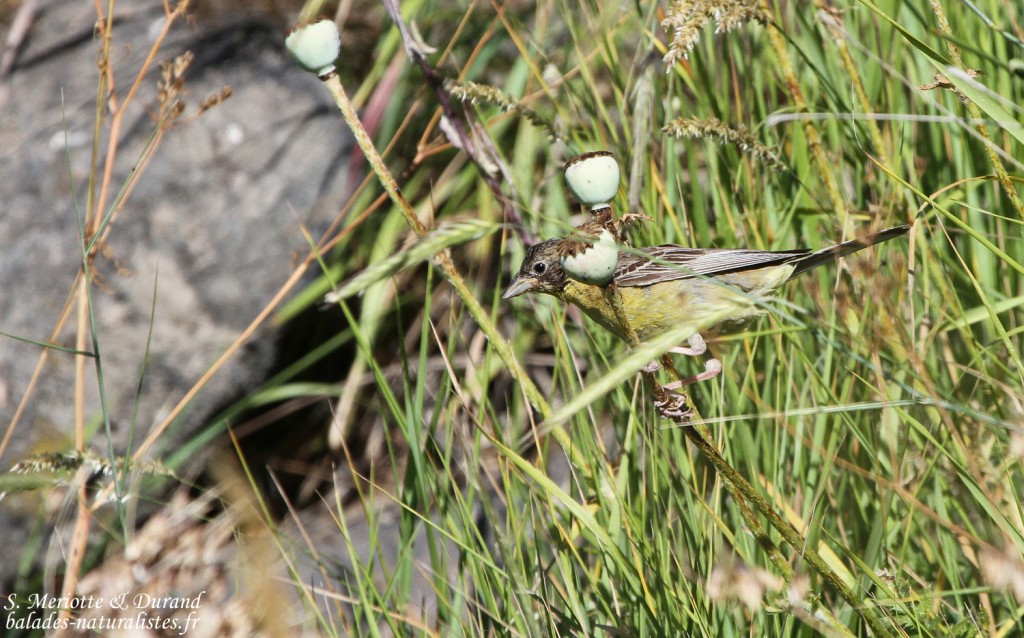 Bruant mélanocéphale (Arménie)