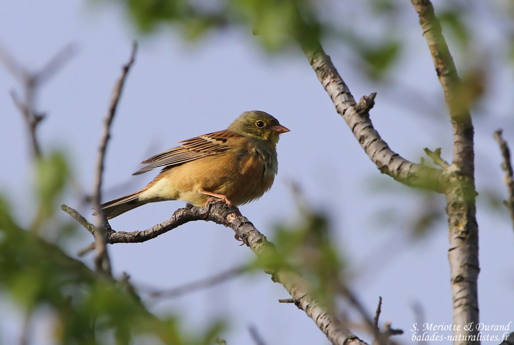 Bruant ortolan (Valensole, 04)