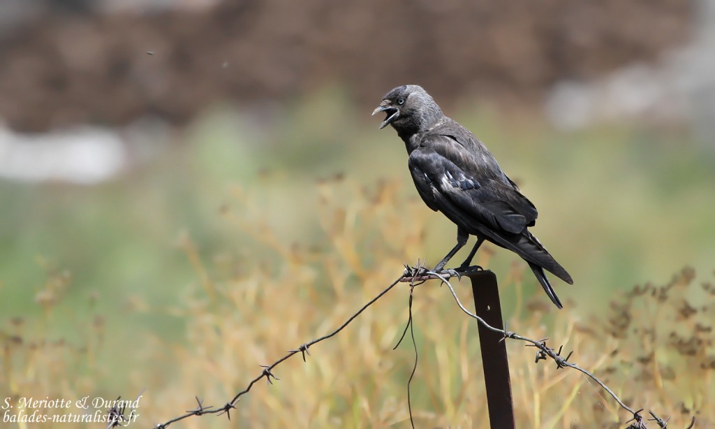 Choucas des tours (Arménie)
