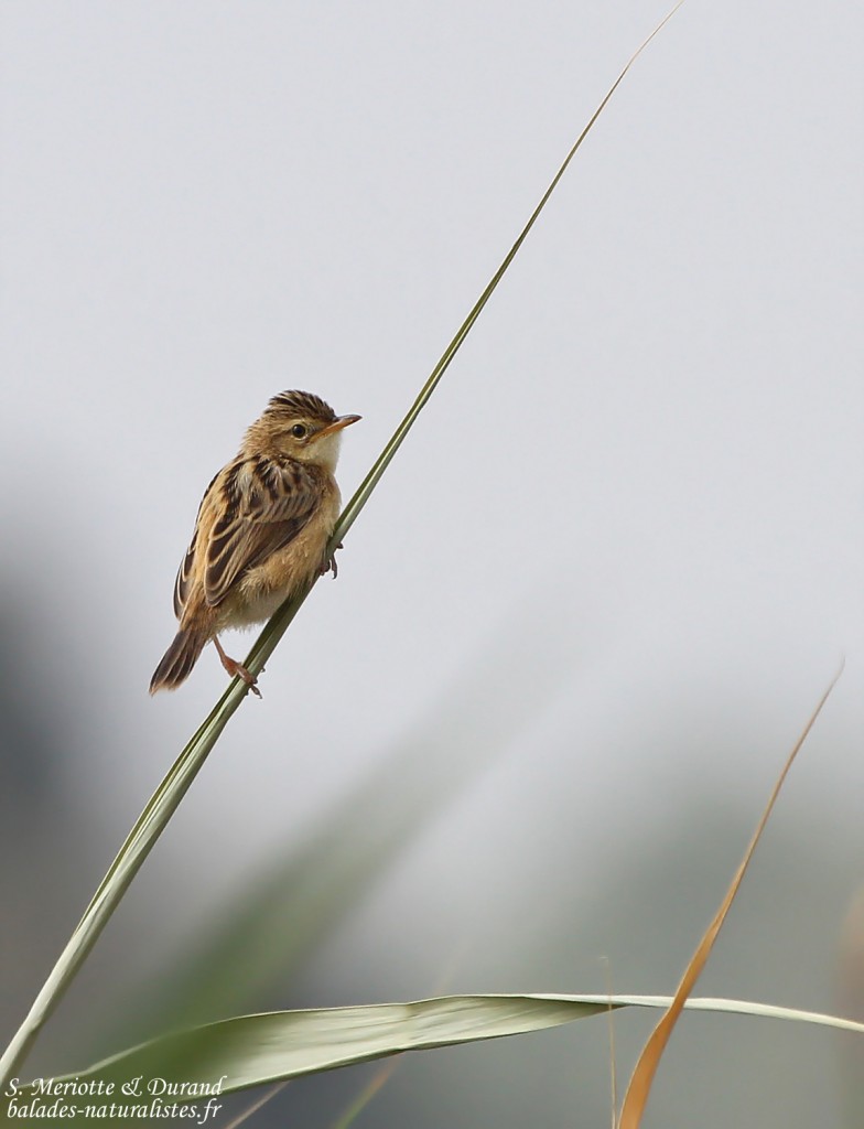 Cisticole des joncs (Espagne)