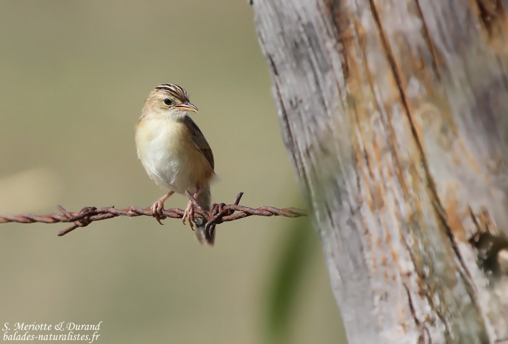 Cisticole des joncs (Espagne)