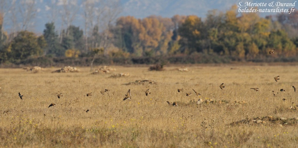 Groupe d'Alouettes calandres, Coussouls de Crau
