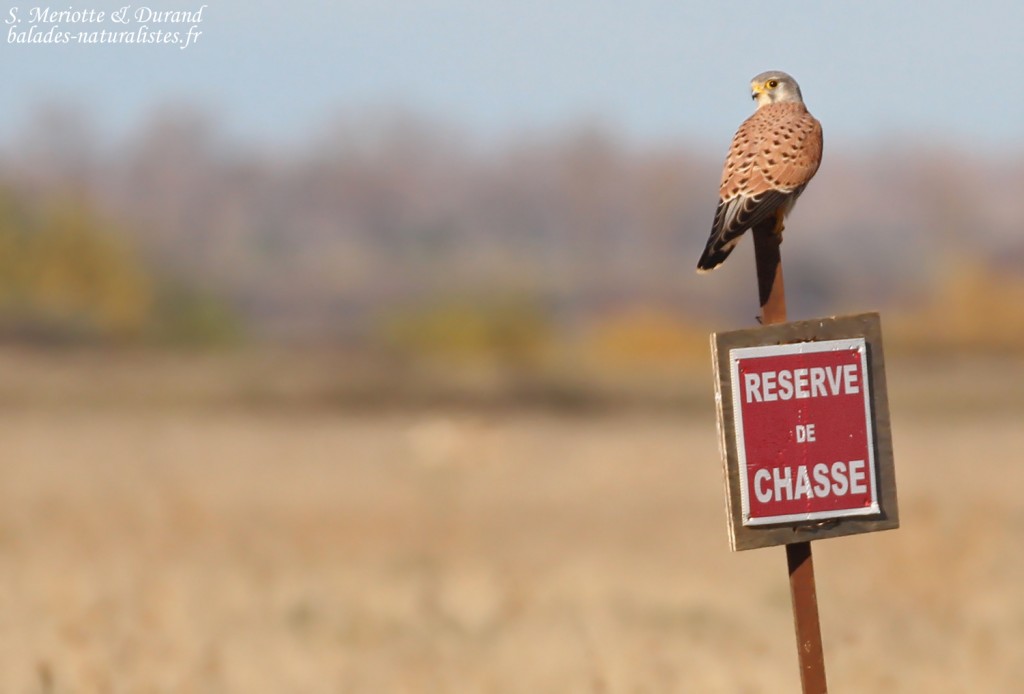 Faucon crécerelle, Réserve de Crau