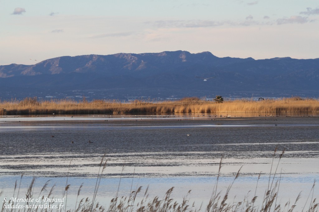 Delta de l'Ebre - El Garxal