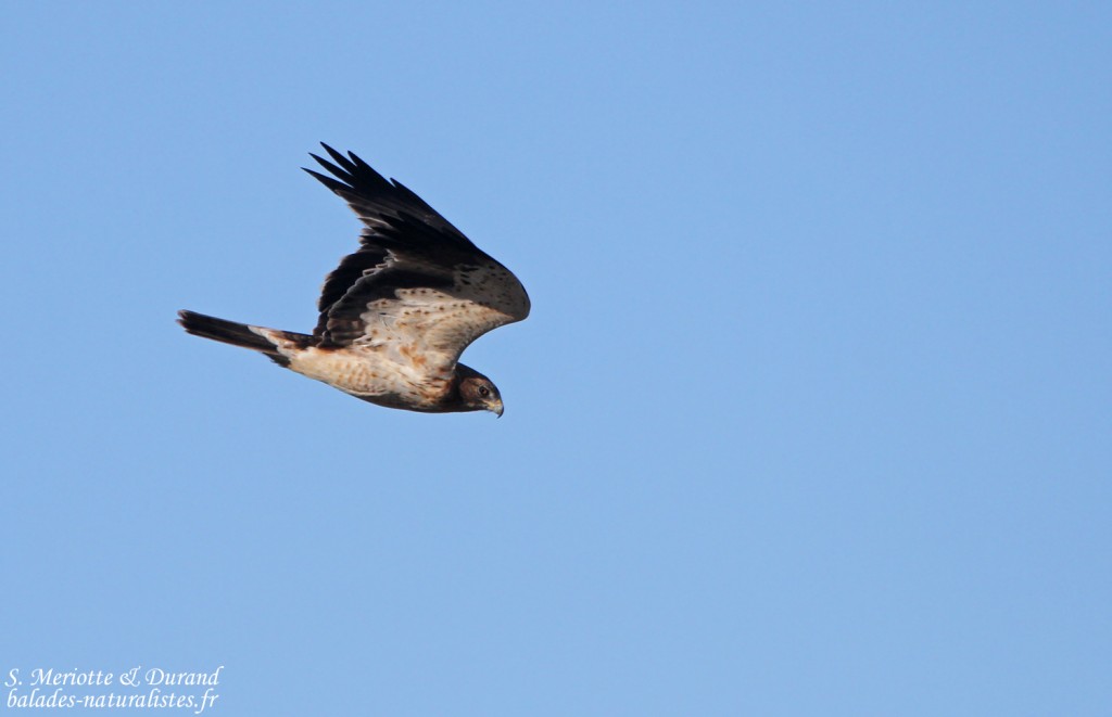 Aigle botté - Delta de l'Ebre