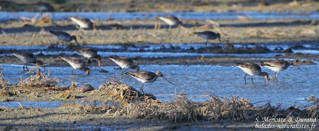 Barge à queue noire - Delta de l'Ebre