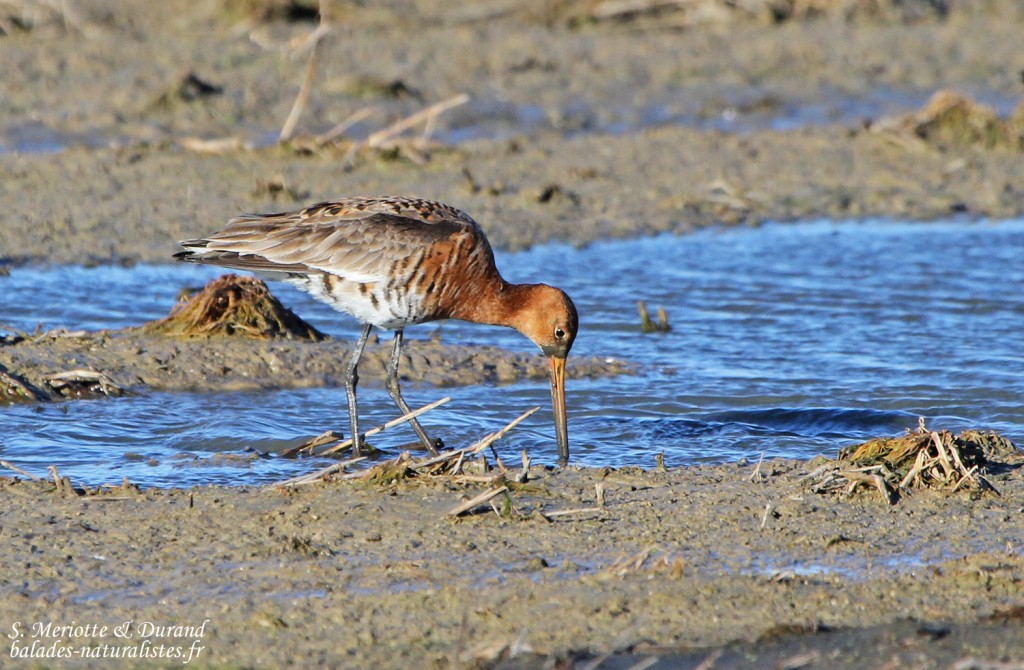 Barge à queue noire - Delta de l'Ebre