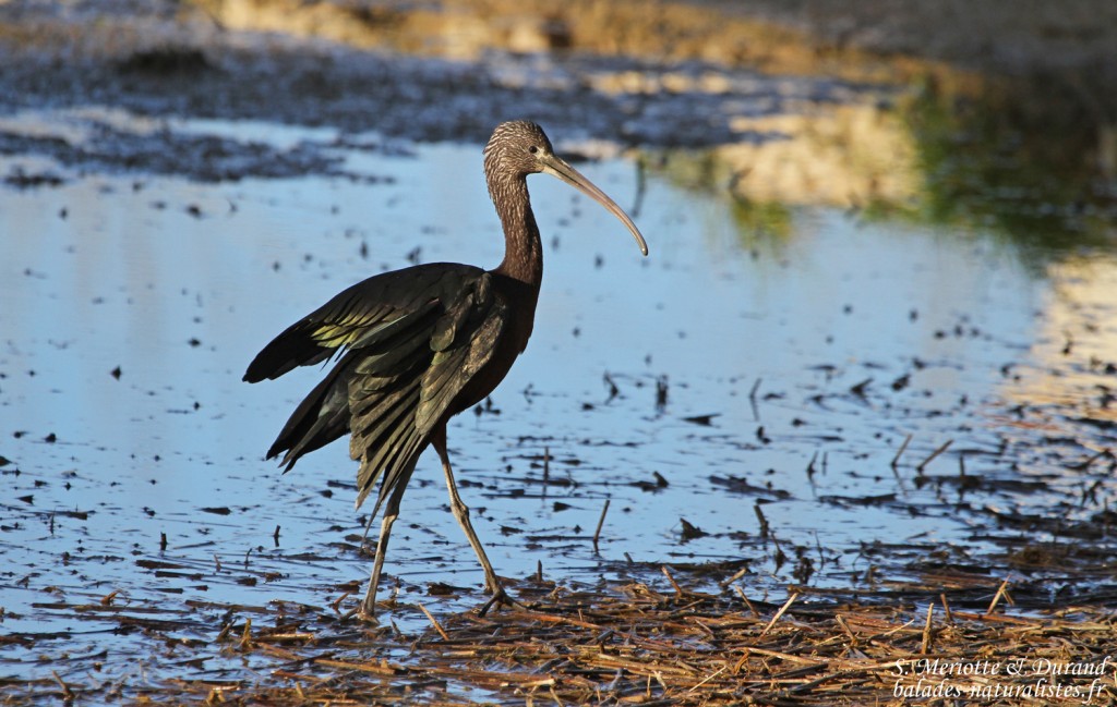 Ibis flacinelle - Delta de l'Ebre