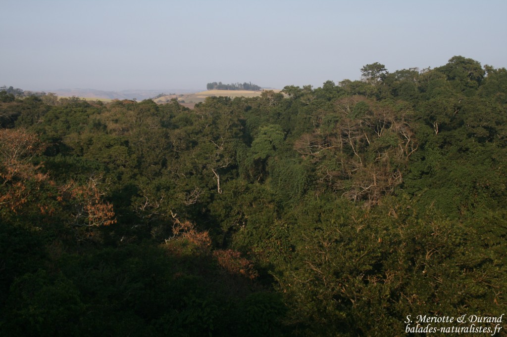 Forêt de Dlinza - Eshowe