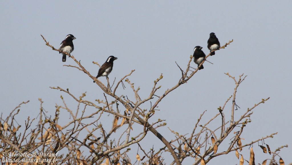 Barbican oreillard - White-eared Barbet (Eshowe)