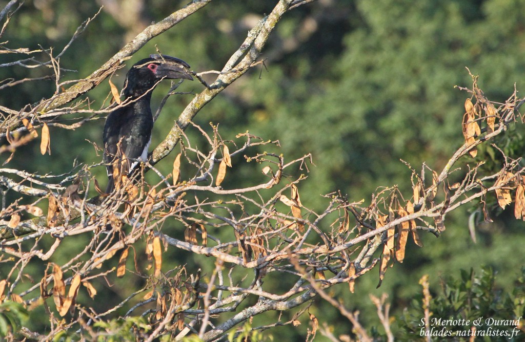 Calao trompette - Trumpeter Hornbill ( Eshowe)