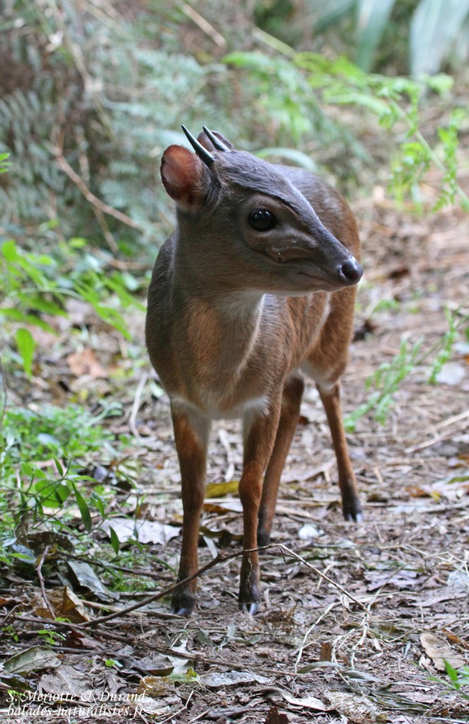 Céphalophe bleu - blue Duiker (Eshowe)