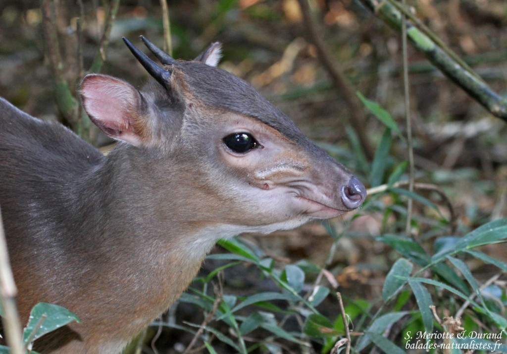 Céphalophe bleu - blue Duiker (Eshowe)