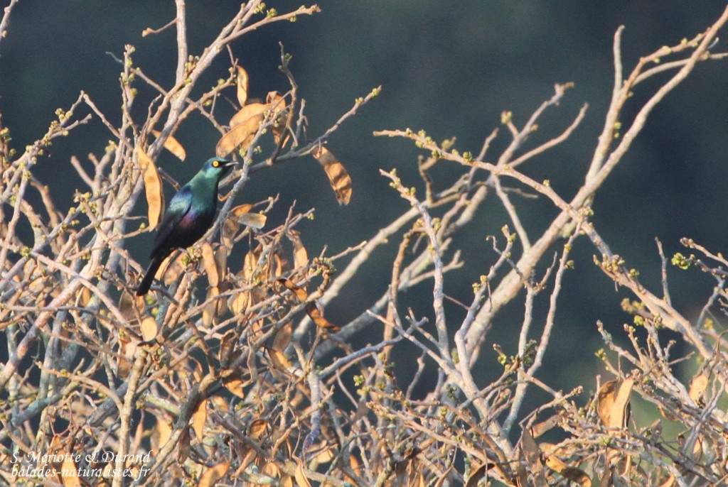 Choucador à ventre noir - Black-bellied starling (Eshowe)