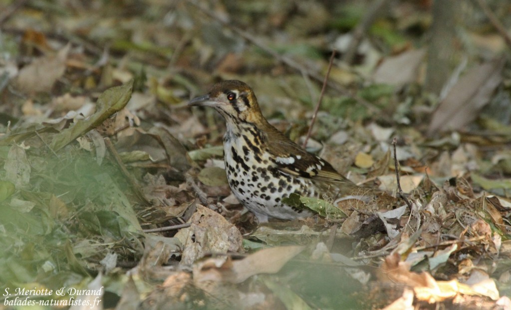 Grive tachetée - Spotted Ground Thrush (Eshowe)