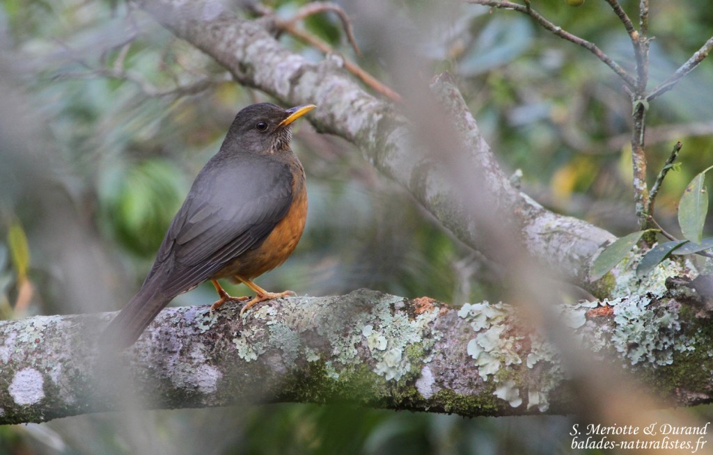Merle olivâtre - Olive Thrush (Eshowe)