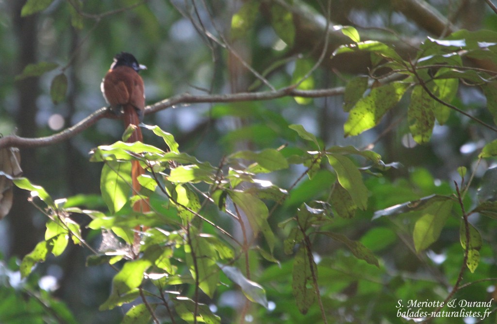 Tchitrec d'Afrique - African paradise flycatcher (Eshowe)