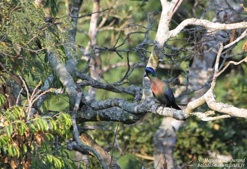 Touraco à huppe splendide - Puple-crested-touraco (Eshowe) 