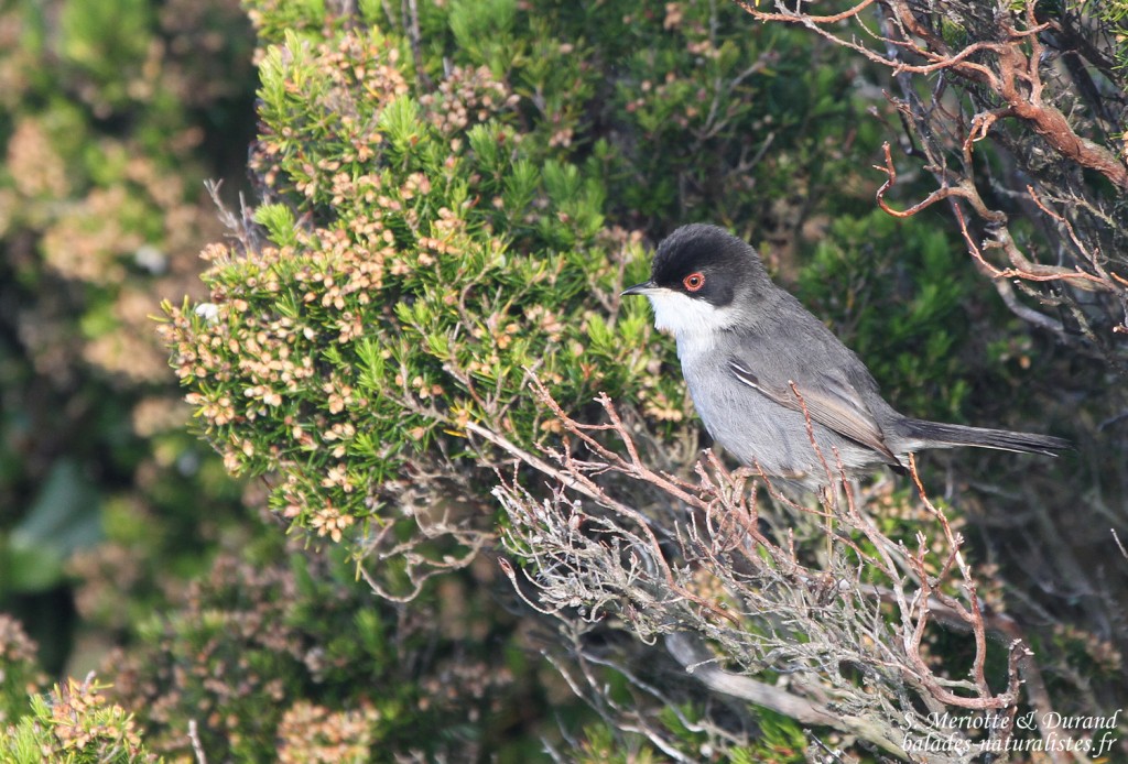 Fauvette mélanocéphale (Port-Cros, 83)