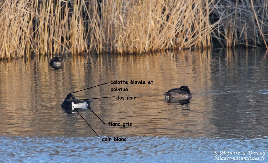 Fuligule à bec cerclé