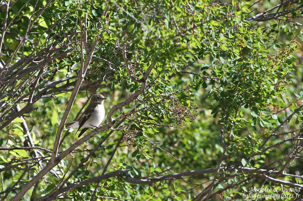 Gobemouche à demi-collier (Arménie)